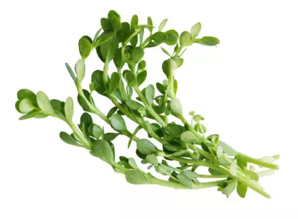 Représentation de l'ingrédient Bacopin