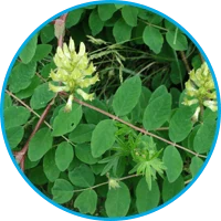 Icône de l'ingrédient extrait de racine d'astragale