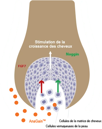 Schéma du mécanisme d'action de Locerin